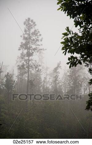 Mountian Pine Ridge Reserve, Rain Forest View Large Photo Image Stock Photo - Mountian Pine Ridge Reserve, Rain Forest. Fotosearch