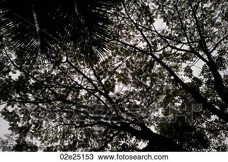 Mountian Pine Ridge Reserve, Tree View Large Photo Image Stock Image - Mountian Pine Ridge Reserve, Tree. Fotosearch