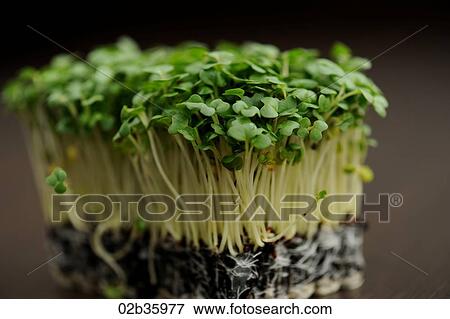 Mustard Cress View Large Photo Image Stock Photo - Mustard Cress. Fotosearch