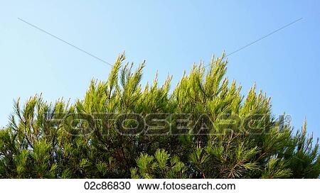 Needled branches against clear blue sky. View Large Photo Image Stock Image - Needled branches against clear blue sky.. Fotosearch