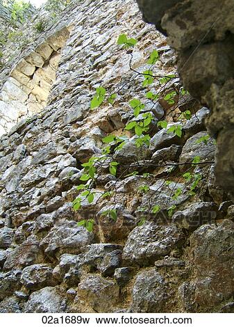 Stock Photo - Old stone wall with green leaves. Fotosearch