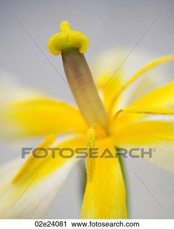 Stock Image - Opened yellow tulip.. Fotosearch