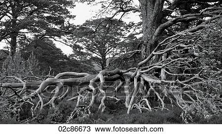 Outreaching network of fallen tree branches, Scotland Highlands, UK. View Large Photo Image Stock Image - Outreaching network of fallen tree branches, Scotland Highlands, UK.. Fotosearch