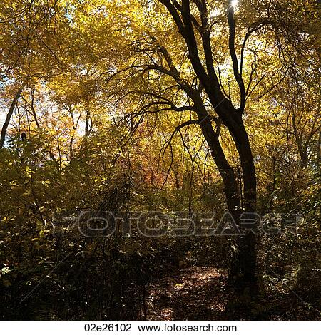 Overgrown forest. View Large Photo Image Stock Image - Overgrown forest. . Fotosearch