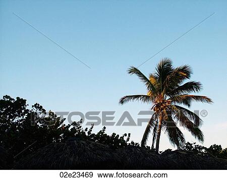 Palm tree against blue sky. View Large Photo Image Stock Photo - Palm tree against blue sky.. Fotosearch