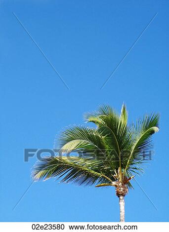 Palm tree against vibrant blue sky. View Large Photo Image Stock Image - Palm tree against vibrant blue sky.. Fotosearch
