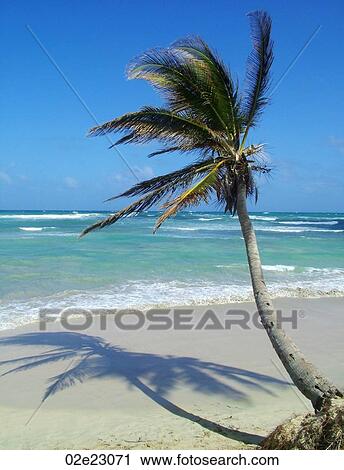 Palm tree beside beautiful beach. View Large Photo Image Stock Image - Palm tree beside beautiful beach.. Fotosearch