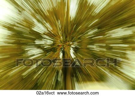 Palm tree View Large Photo Image Stock Photograph - Palm tree. Fotosearch