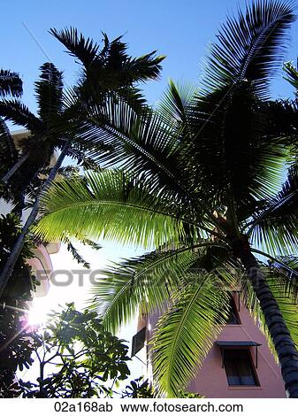 Palm trees covering a pink building View Large Photo Image Stock Image - Palm trees covering a pink building. Fotosearch
