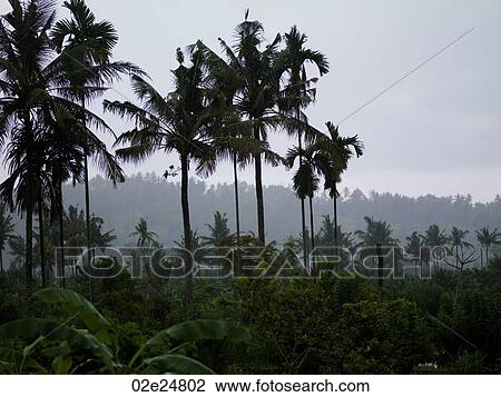 Palmtrees and mist in Bali View Large Photo Image Stock Image - Palmtrees and mist in Bali. Fotosearch