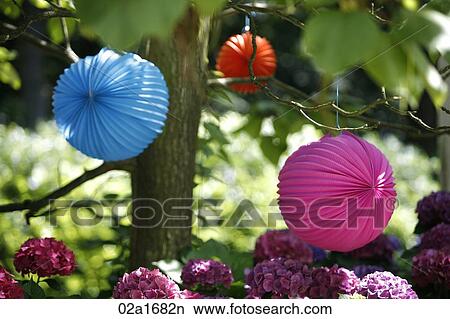 Picture - Paper lanterns hanging from a tree. Fotosearch