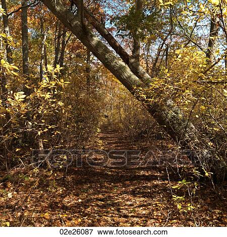 Pathway leading through a forest. View Large Photo Image Stock Photo - Pathway leading through a forest. . Fotosearch