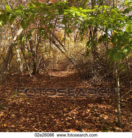 Stock Photograph - Pathway leading through a forest. . Fotosearch