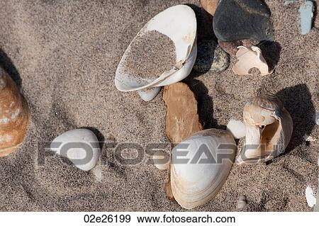 Stock Photo - Pebbles and seashells on the beach in the Hamptons. Fotosearch