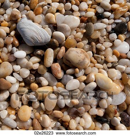 Pebbles and seashells on the Hampton shoreline View Large Photo Image Stock Image - Pebbles and seashells on the Hampton shoreline. Fotosearch