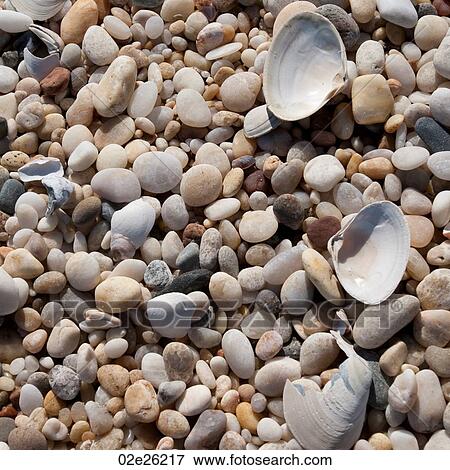 Pebbles and seashells on the Hampton shoreline View Large Photo Image Stock Photo - Pebbles and seashells on the Hampton shoreline. Fotosearch