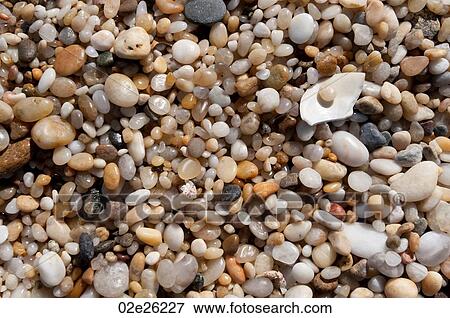 Pebbles and seashells on the Hampton shoreline View Large Photo Image Stock Photo - Pebbles and seashells on the Hampton shoreline. Fotosearch