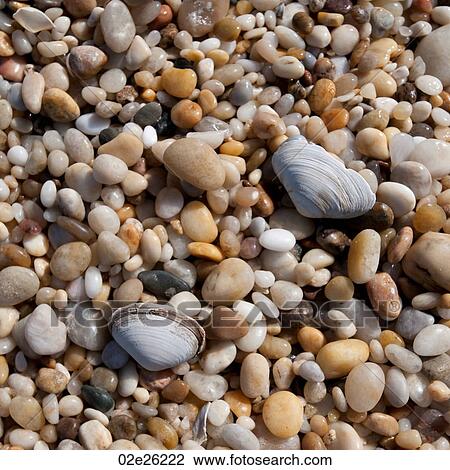 Pebbles on the Hampton shoreline View Large Photo Image Stock Image - Pebbles on the Hampton shoreline. Fotosearch