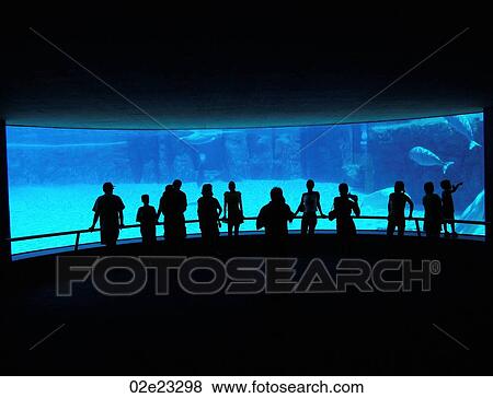 People watching whales in blue aquarium. View Large Photo Image Stock Photo - People watching whales in blue aquarium.. Fotosearch