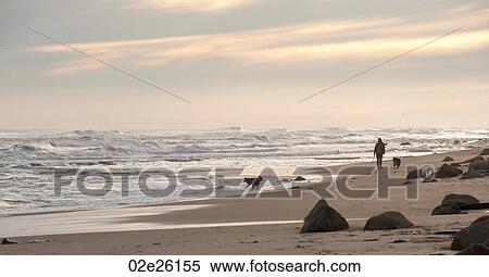 Stock Photography - Person walking with their dogs along Hampton shoreline. Fotosearch