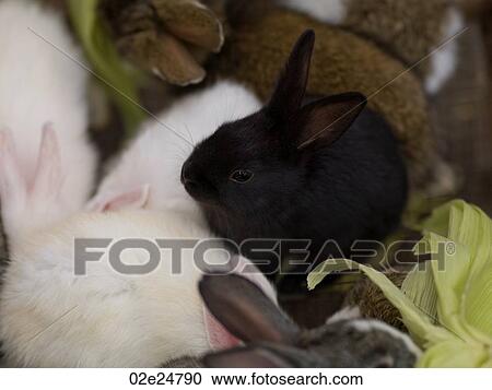 Stock Image - Pet rabbits in Bali. Fotosearch
