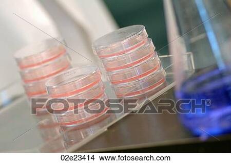 Petrie dishes stack up in chemistry research lab. View Large Photo Image Picture - Petrie dishes stack up in chemistry research lab.. Fotosearch