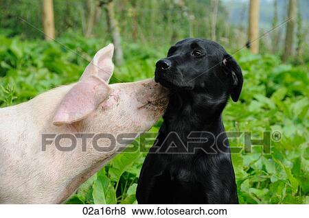 Pig giving a black labrador a kiss View Large Photo Image Stock Photo - Pig giving a black labrador a kiss. Fotosearch