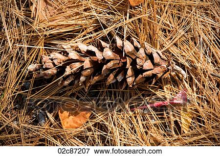 Pine cone on bed of needles View Large Photo Image Stock Photo - Pine cone on bed of needles. Fotosearch