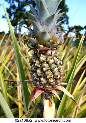 Pineapple in the field View Large Photo Image Stock Image - Pineapple in the field. Fotosearch