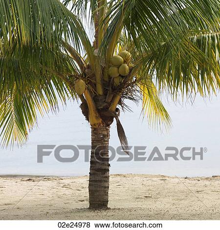 Stock Photo - Placencia, Beach. Fotosearch