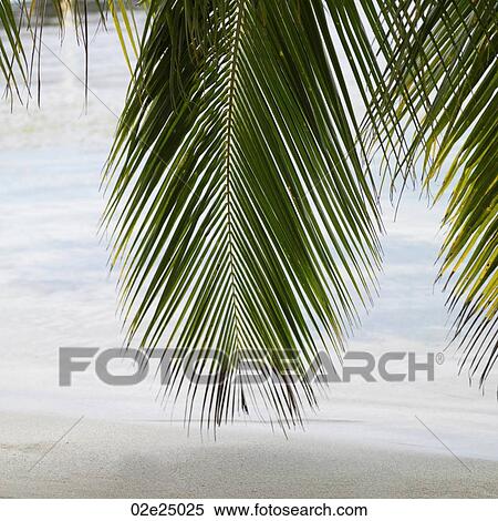 Stock Photography - Placencia, Beach. Fotosearch