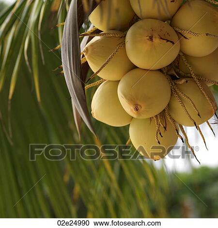 Placencia, Coconuts View Large Photo Image Stock Image - Placencia, Coconuts. Fotosearch
