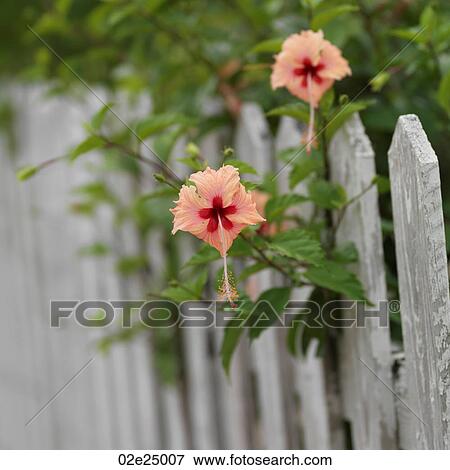 Placencia, Flowers on Fence View Large Photo Image Stock Photo - Placencia, Flowers on Fence. Fotosearch