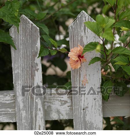 Placencia, Flowers on Fence View Large Photo Image Stock Photo - Placencia, Flowers on Fence. Fotosearch