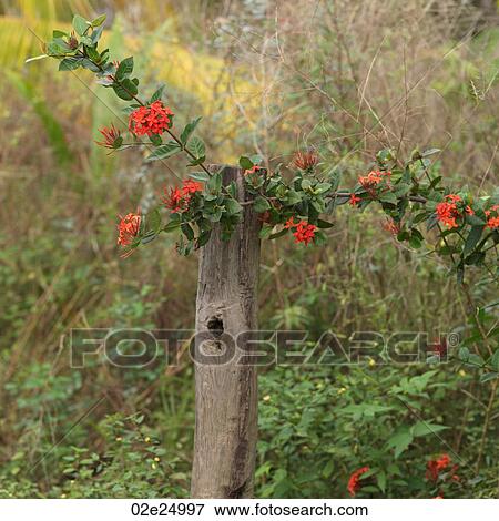 Stock Photo - Placencia, Flowers. Fotosearch