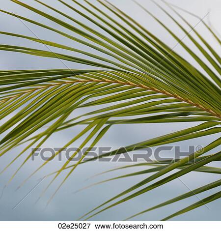Placencia, Leaf View Large Photo Image Stock Photo - Placencia, Leaf. Fotosearch