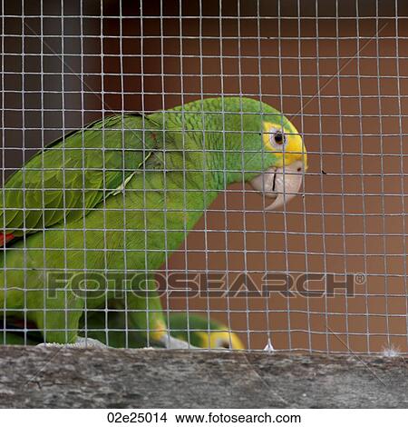 Placencia, Parrot View Large Photo Image Picture - Placencia, Parrot. Fotosearch