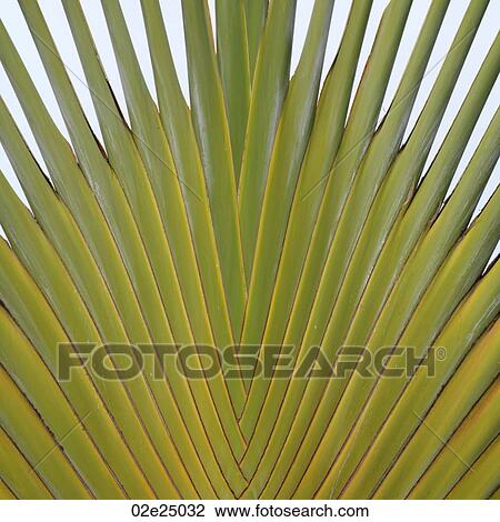 Placencia, Plant View Large Photo Image Stock Image - Placencia, Plant. Fotosearch