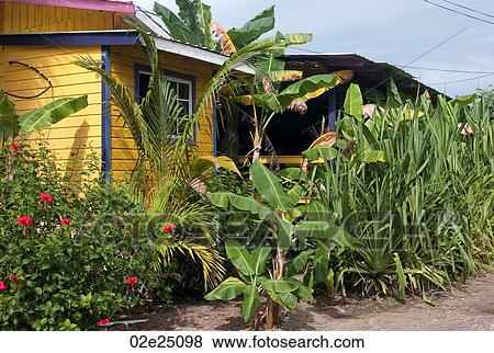 Stock Photo - Placencia, Plants. Fotosearch