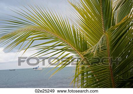 Placencia, Seascape View Large Photo Image Stock Photo - Placencia, Seascape. Fotosearch