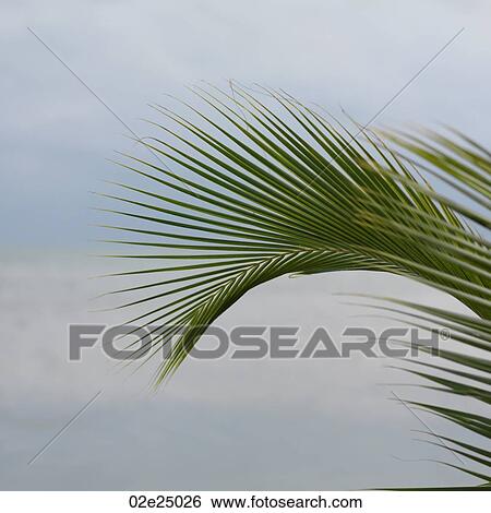 Placencia, Seascape View Large Photo Image Stock Photograph - Placencia, Seascape. Fotosearch