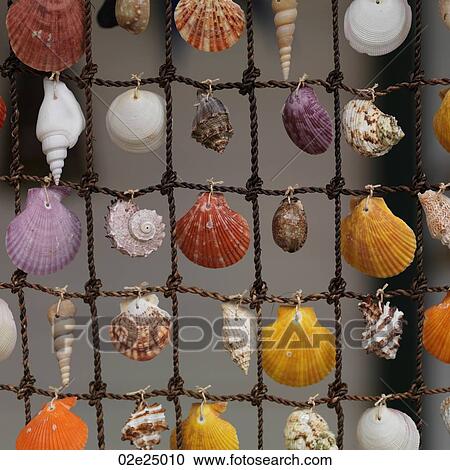 Placencia, Seashells View Large Photo Image Stock Image - Placencia, Seashells. Fotosearch