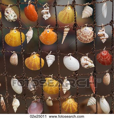 Stock Image - Placencia, Seashells. Fotosearch