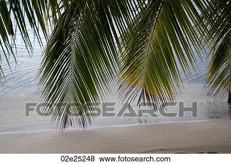 Placencia, Shoreline View Large Photo Image Stock Photo - Placencia, Shoreline. Fotosearch