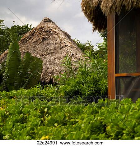 Stock Image - Placencia, Thatched Roof. Fotosearch