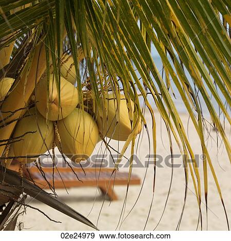 Stock Photo - Placencia, Tree. Fotosearch