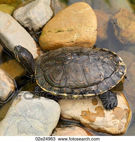 Placencia, Turtle View Large Photo Image Stock Image - Placencia, Turtle. Fotosearch