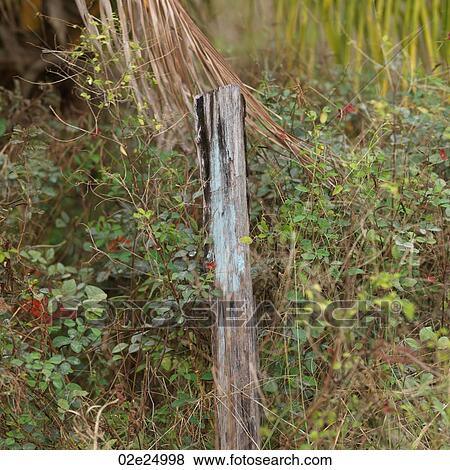 Placencia, Twigs View Large Photo Image Stock Photo - Placencia, Twigs. Fotosearch