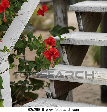 Placencia, Wildflowers View Large Photo Image Stock Photograph - Placencia, Wildflowers. Fotosearch