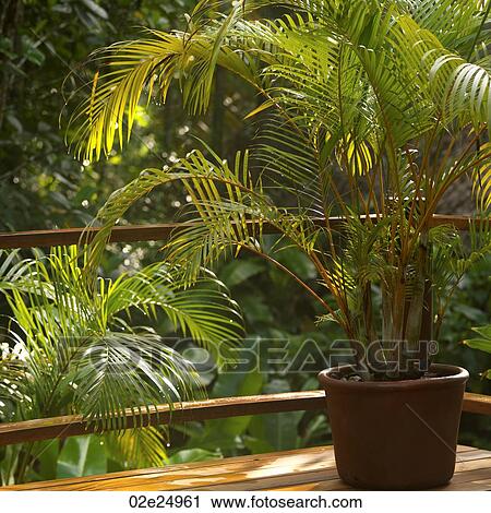Stock Image - Plant on a balcony in the rain forest. . Fotosearch
